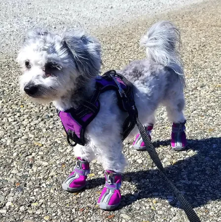 QUMY SMALL BREED Dog Boots - Purple